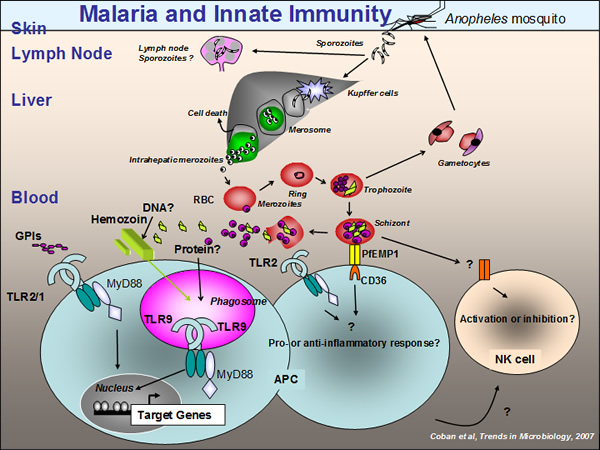 Malaria Immunology Osaka University Immunology Frontier Research Center