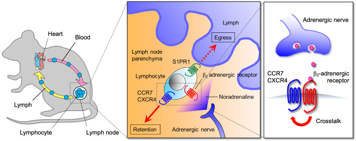 Control of lymphocyte trafficking by adrenergic nerves