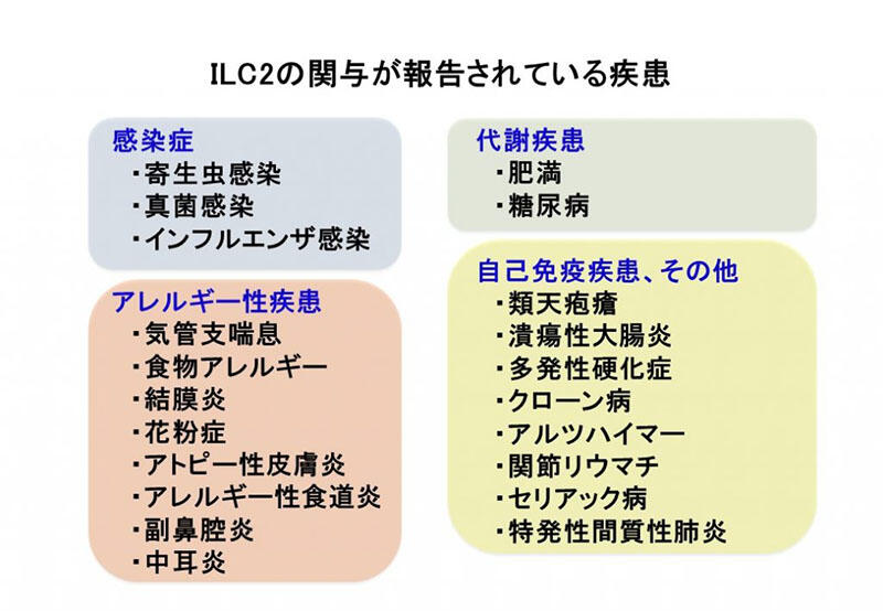 免疫 アレルギー 疾患 に関する 記述 で ある