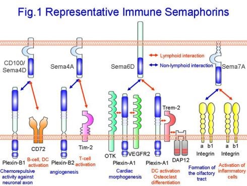 Representative Immune Semaphorins