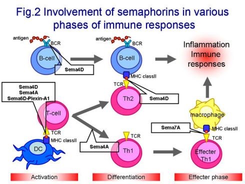 Involvement of semaphorins in various phases of immune responses