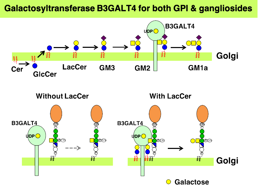 Galactosyltransferase B2GALT4 for both GPI & gangliosides