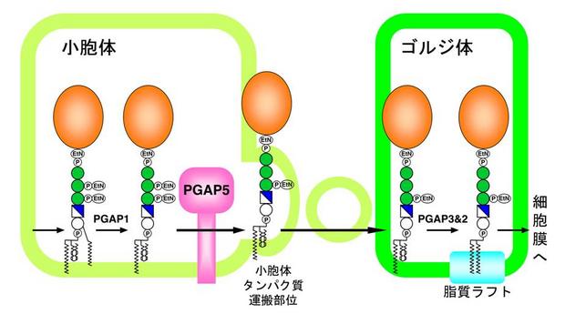 Fig_JP.jpg