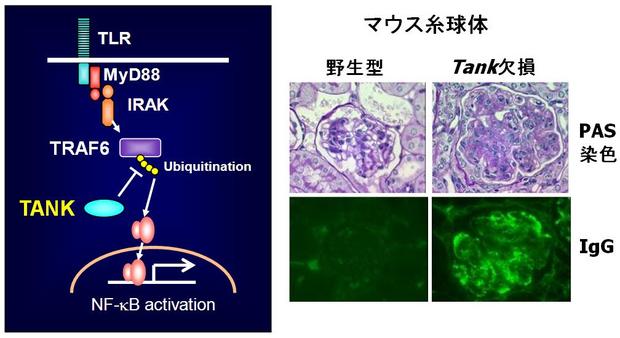 Takeuchi-JPN.jpg