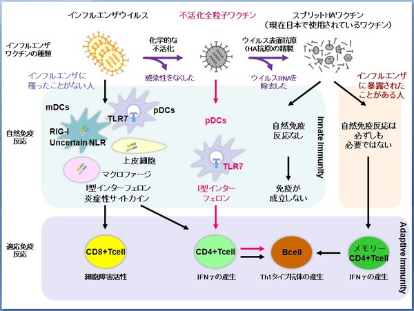 2010-0404_Ishii_ScienceTM.jpg