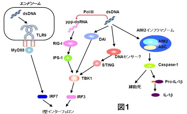 20101206_Kawai_Fig1.jpg