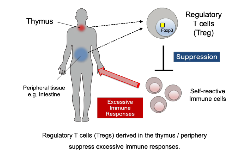 Regulatory T cells (Tregs) derived in the thymus / periphery suppress excessive immune reponses.