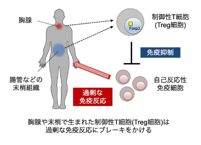 胸腺や末梢で生まれた制御性T細胞(Treg細胞)は過剰な免疫反応にブレーキをかける