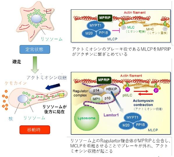 Ragulator複合体によるアクトミオシン運動制御機序