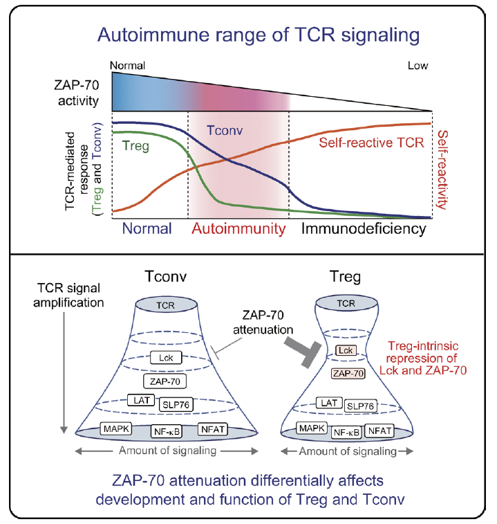 Autoimmune range of TCR signaling
