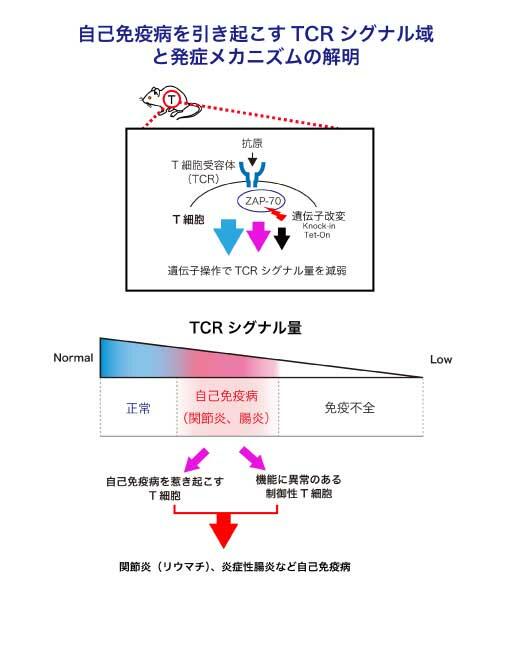 自己免疫疾患を自然発症する異常シグナルを解明