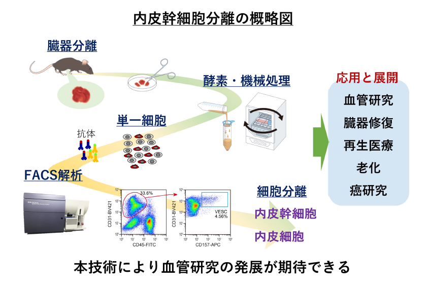 内皮幹細胞分離の概略図