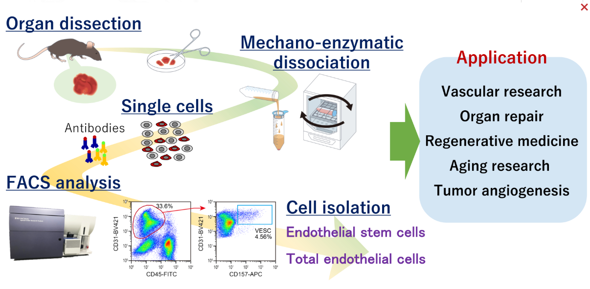 Isolation of tissue-resident vascular endothelial stem cells from mouse liver