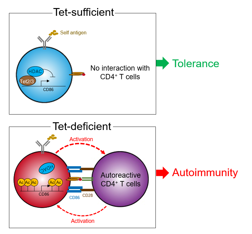 Tet分子による自己寛容制御