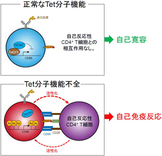 Tet分子による自己寛容制御