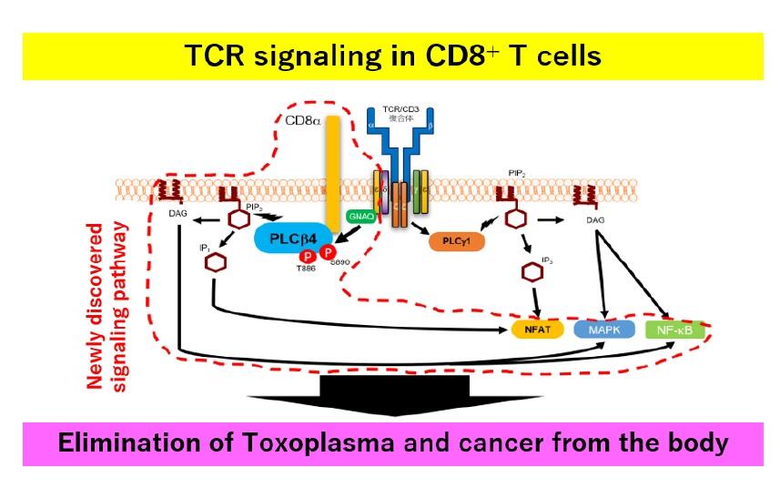 toxoplasma, cancer immunity, CTLC, PLCβ4