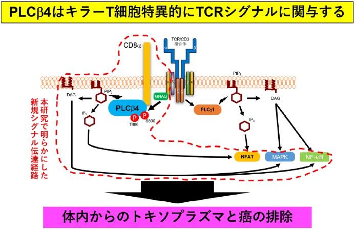 トキソプラズマ、ガン免疫、キラーT 細胞、PLCβ4