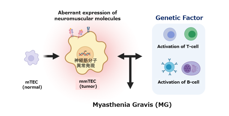 A new mechanism of regulatory T cell generation