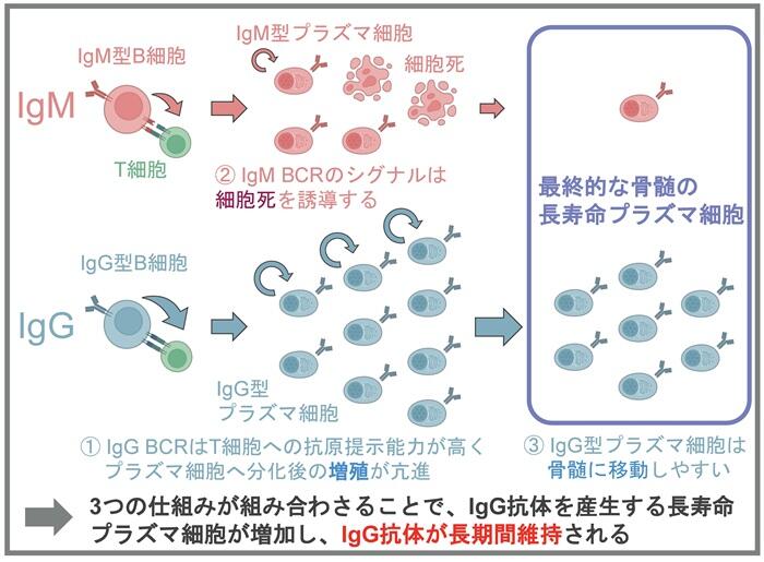 ウイルス再感染防御に必須のIgG抗体が長期間維持される仕組みを解明