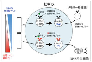 メモリーB細胞の分化誘導メカニズム